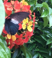 Papilio memnon agenor