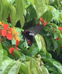 Papilio memnon agenor