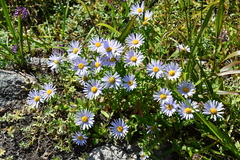 Aster hispidus