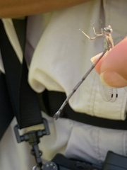 Lestes tenuatus