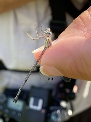 Lestes tenuatus