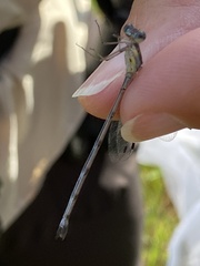 Lestes tenuatus