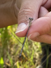 Lestes tenuatus