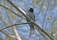 Dicrurus leucophaeus