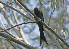 Dicrurus leucophaeus