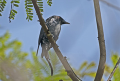 Dicrurus leucophaeus