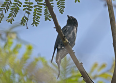 Dicrurus leucophaeus