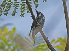 Dicrurus leucophaeus