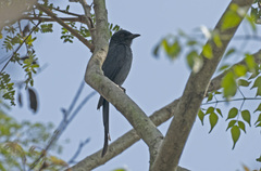 Dicrurus leucophaeus