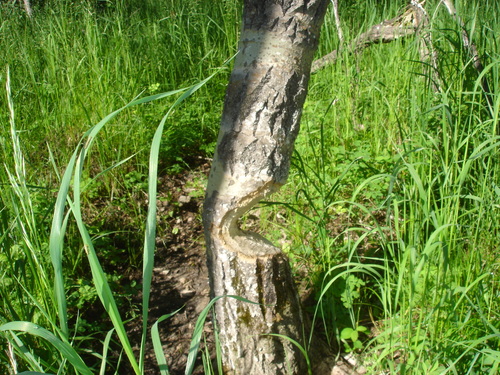 American Beaver photographed in South Dakota