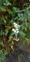 Ageratina glechonophylla