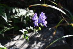 Aconitum kusnezoffii
