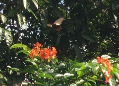 Papilio memnon agenor