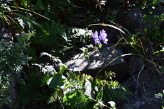 Aconitum kusnezoffii