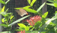 Papilio memnon agenor
