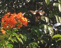 Papilio memnon agenor