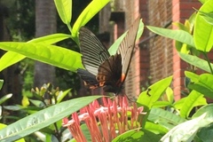 Papilio memnon agenor