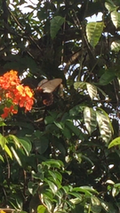 Papilio memnon agenor