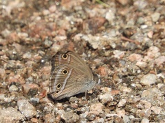 Stegosatyrus periphas