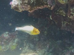 Cetoscarus bicolor