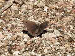 Stegosatyrus periphas