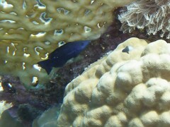 Larabicus quadrilineatus