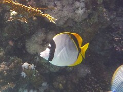 Chaetodon lineolatus