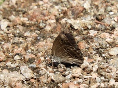 Stegosatyrus periphas