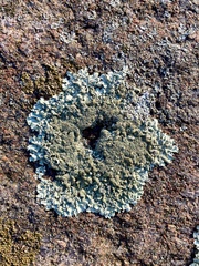 Xanthoparmelia conspersa