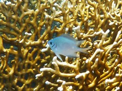 Amblyglyphidodon indicus