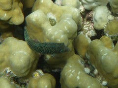 Canthigaster margaritata