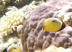 Chaetodon austriacus