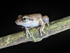 Pseudophilautus wynaadensis