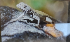 Sceloporus nelsoni