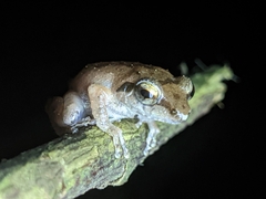 Pseudophilautus wynaadensis