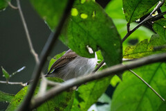 Thamnophilus murinus