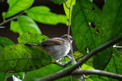 Thamnophilus murinus