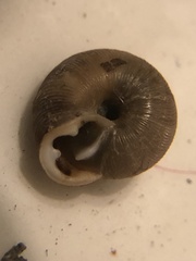 Triodopsis hopetonensis