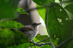 Thamnophilus murinus