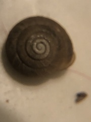 Triodopsis hopetonensis