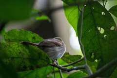 Thamnophilus murinus