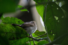 Thamnophilus murinus