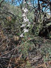 Delphinium rugulosum