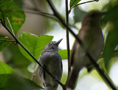 Thamnophilus murinus