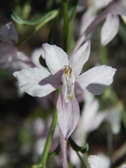 Delphinium rugulosum