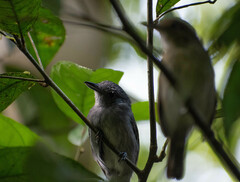 Thamnophilus murinus