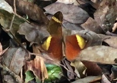 Xanthotaenia busiris