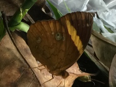 Xanthotaenia busiris