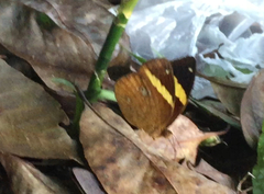 Xanthotaenia busiris