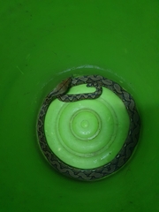 Malayopython reticulatus